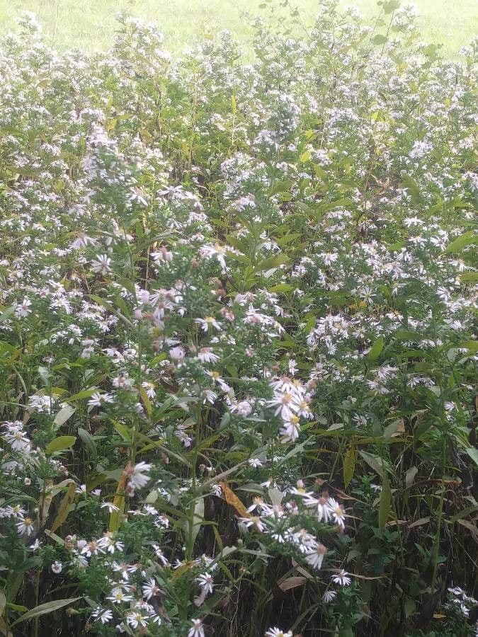 Aster lanceolato 28