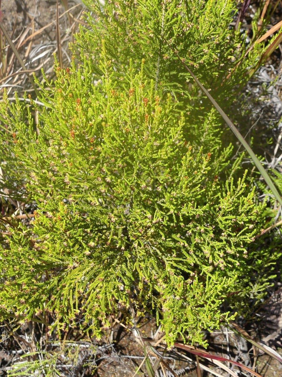 Erica delle Comore