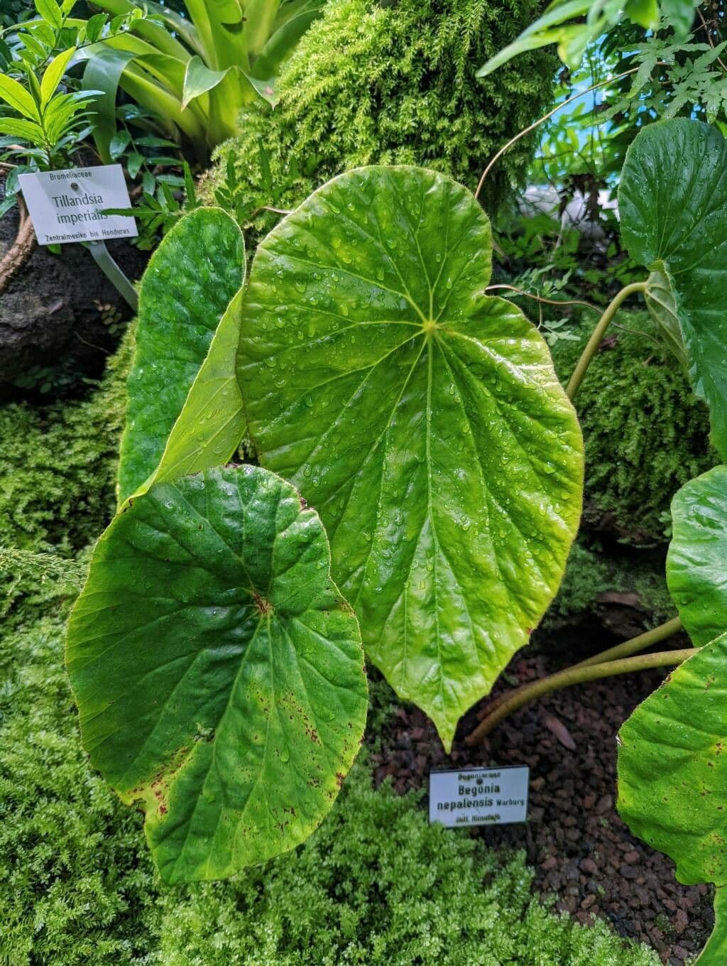 Begonia 3