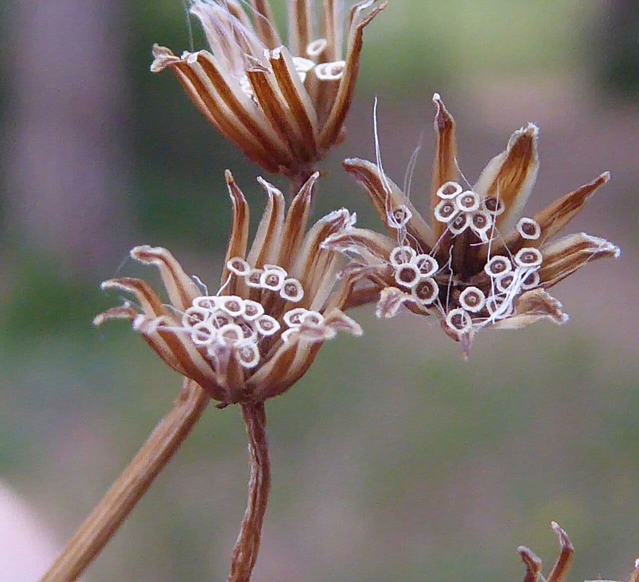 Senecio a foglie lineari