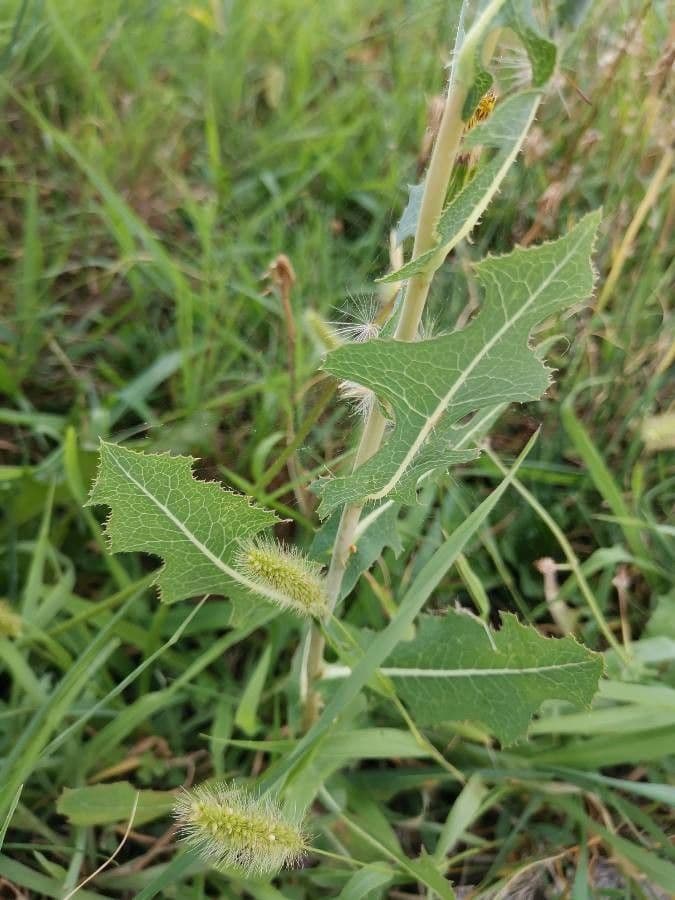Lattuga selvatica 19