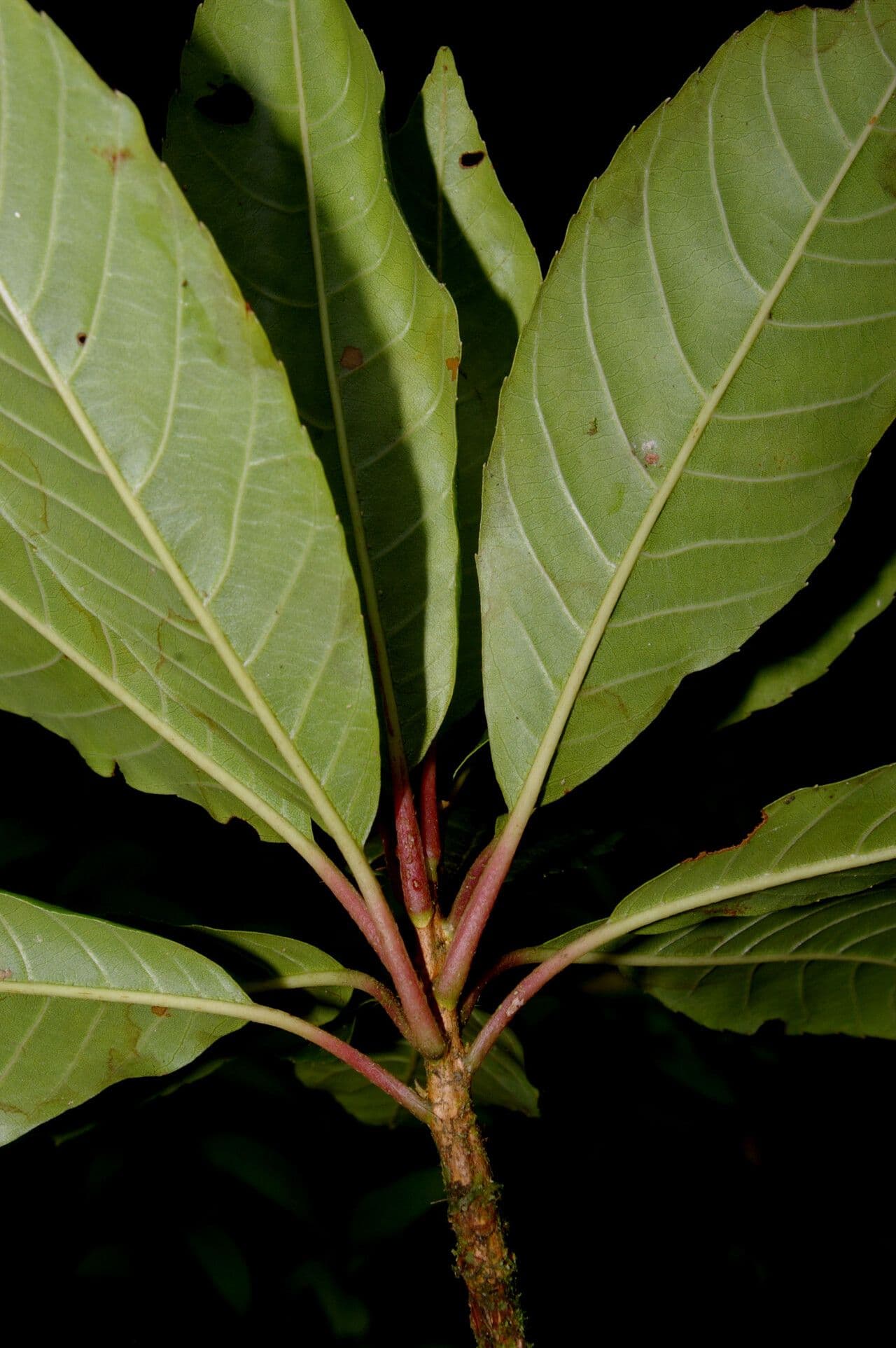 Clethra 10