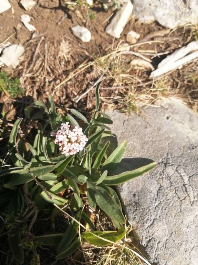 Valeriana tuberosa