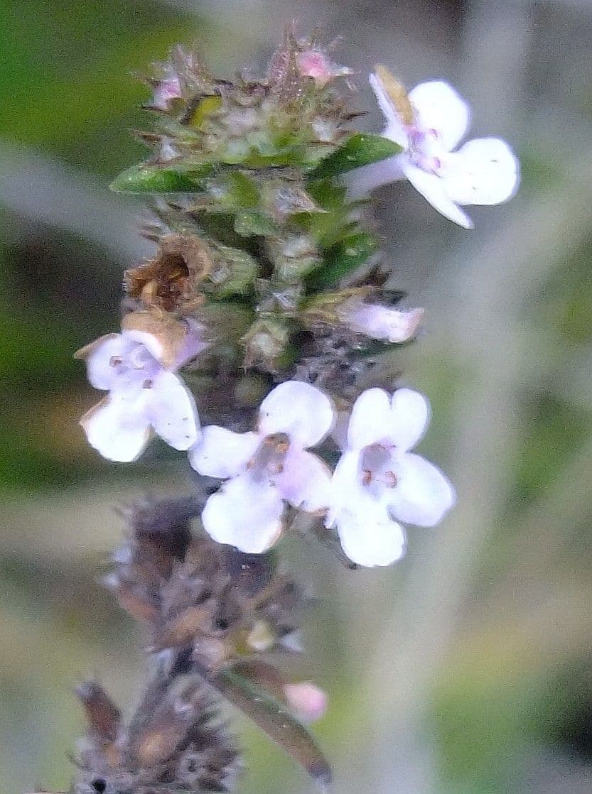 Micromeria 4