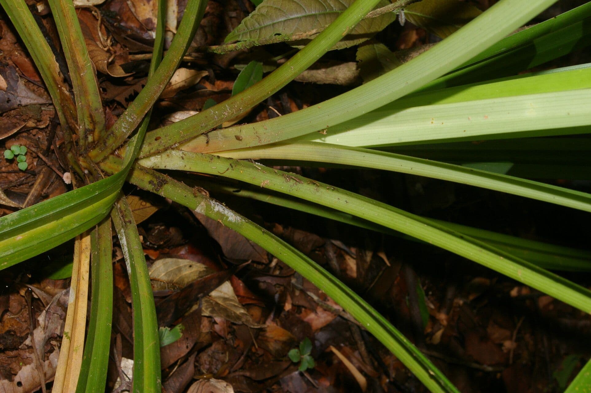 Becquerelia cymosa 15