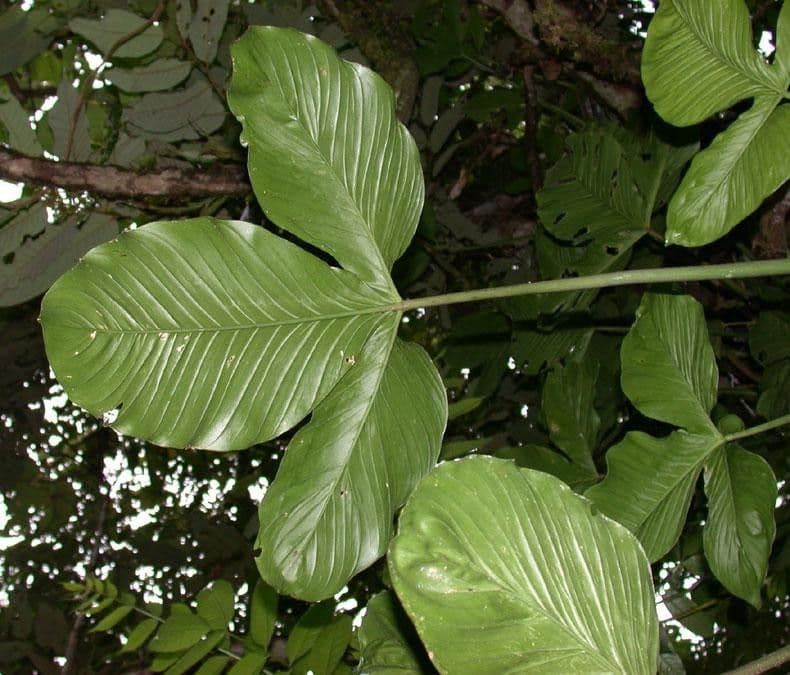 Philodendron 14
