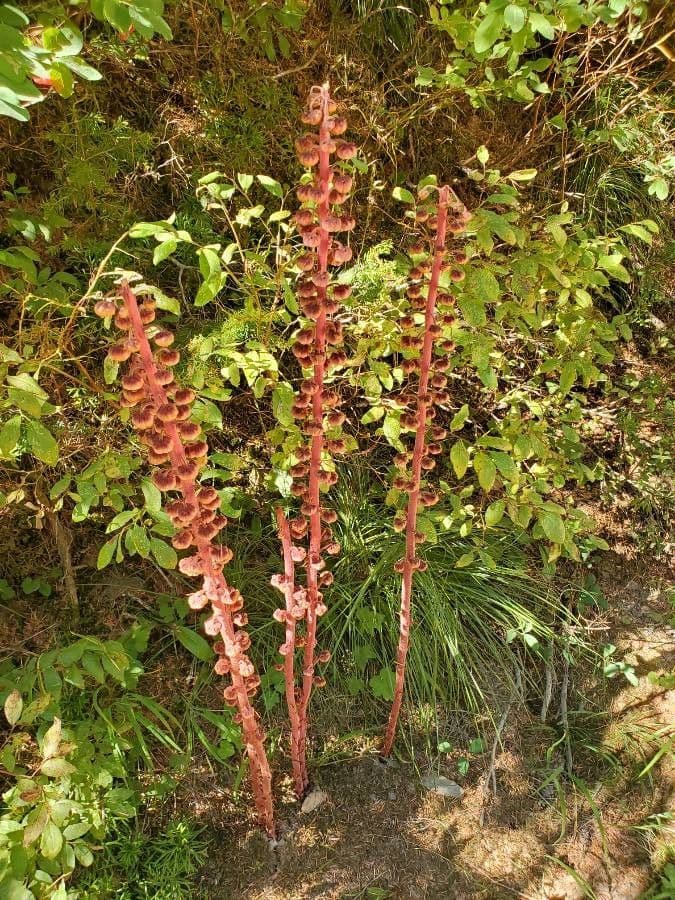 Pterospora andromedea 13