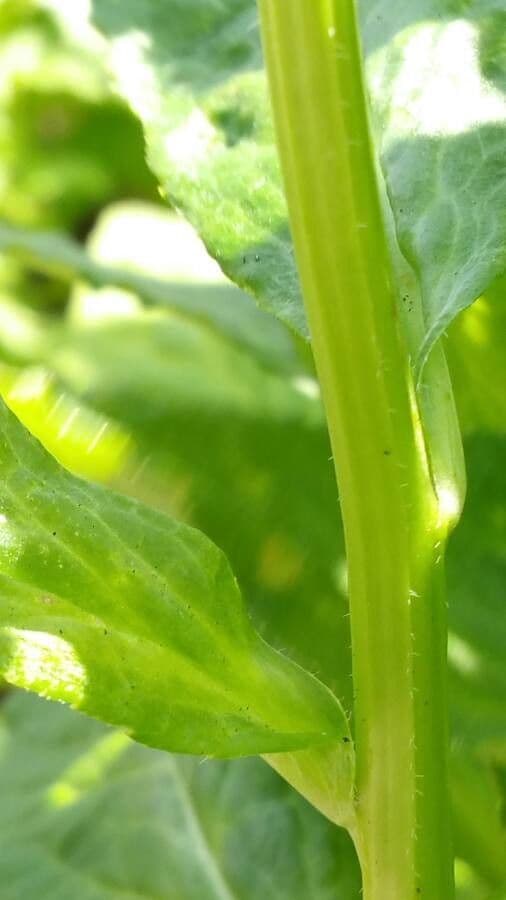 Lobelia blu 21