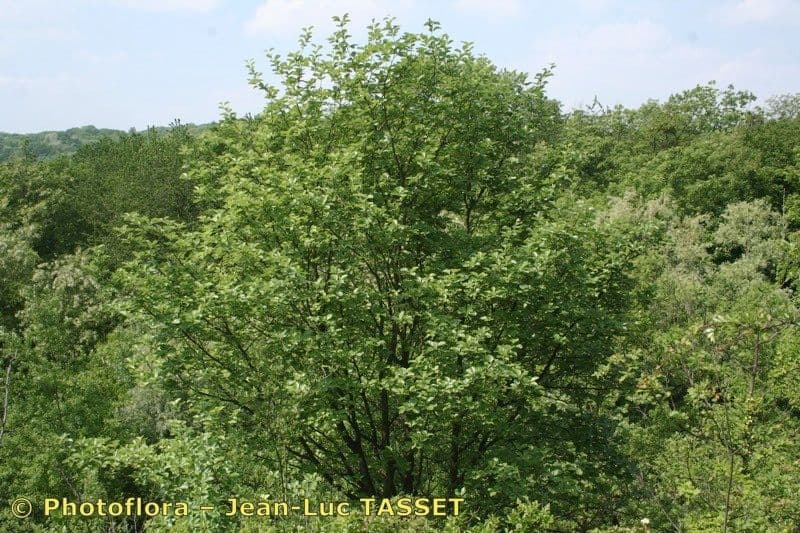 Breitblättrige Mehlbeere 13