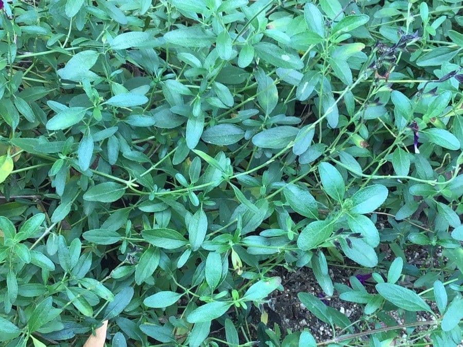 Salvia 12