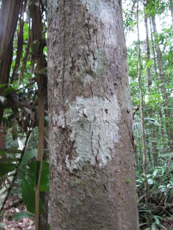 Protium sagotianum 7