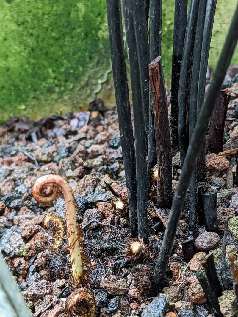 Helecho culantrillo 13