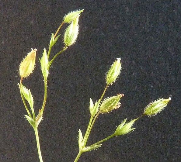 Minuartia ibrida 19