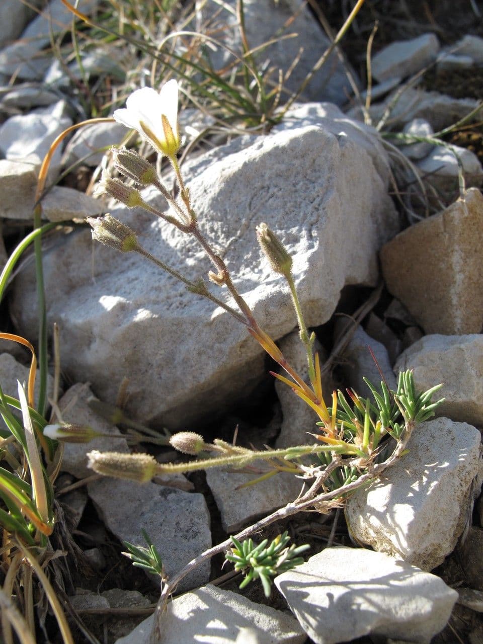Cherleria capillacea 8