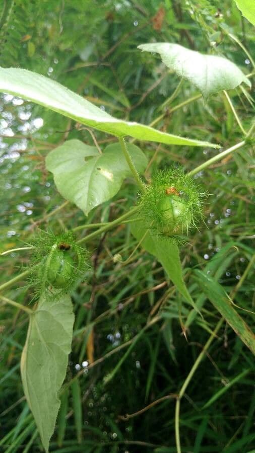 Passiflora fetida 3