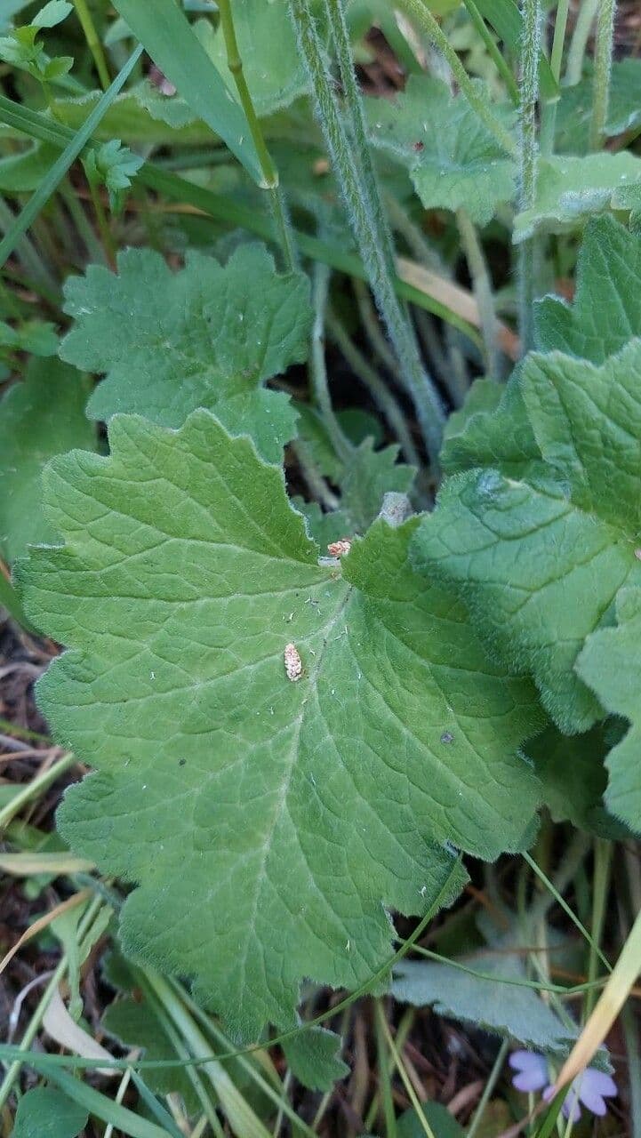 Pericallis 11