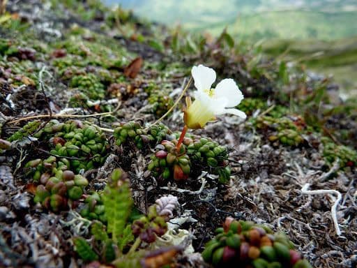 Diapensia lapponica 9