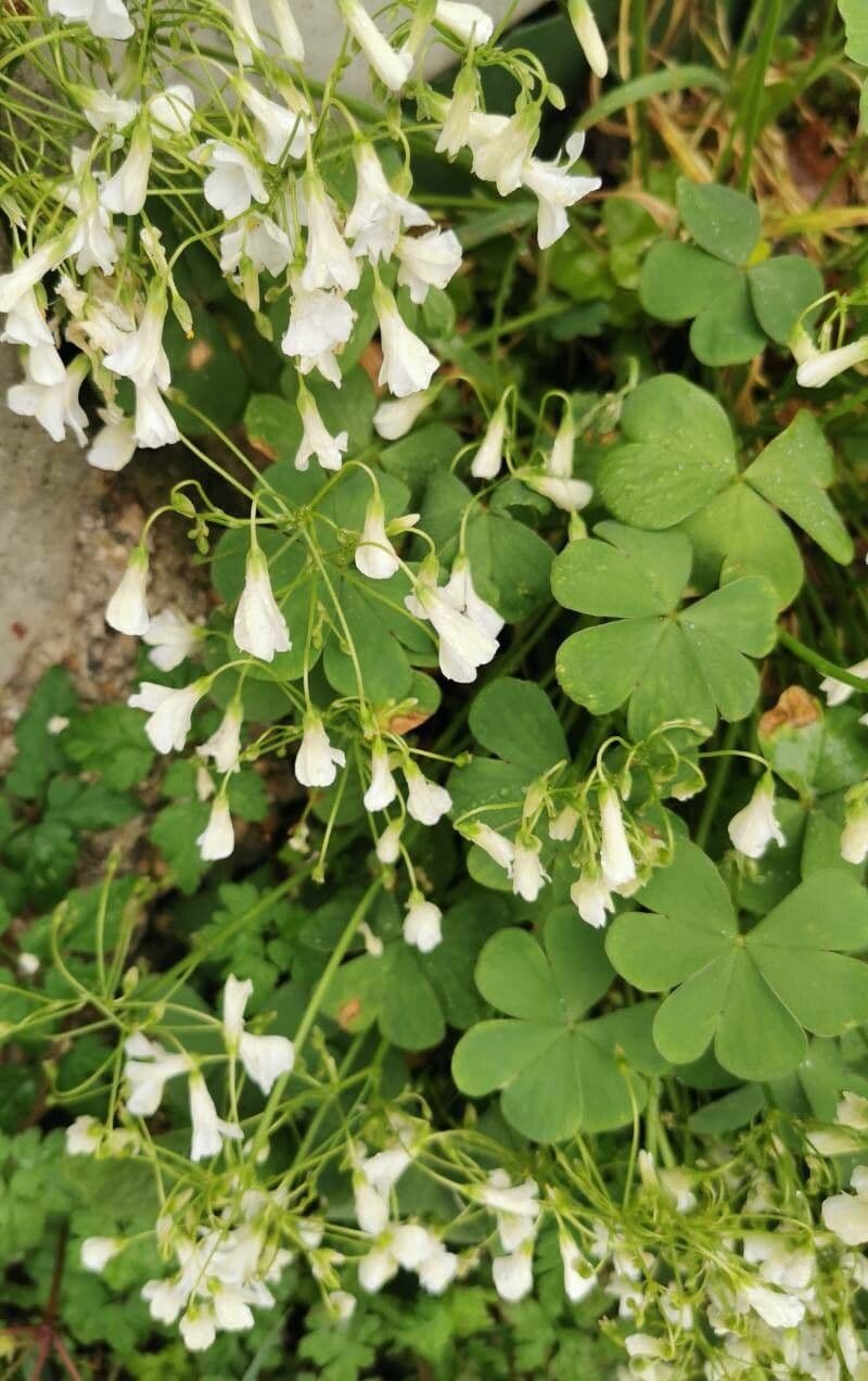 Ossalide incarnata 20