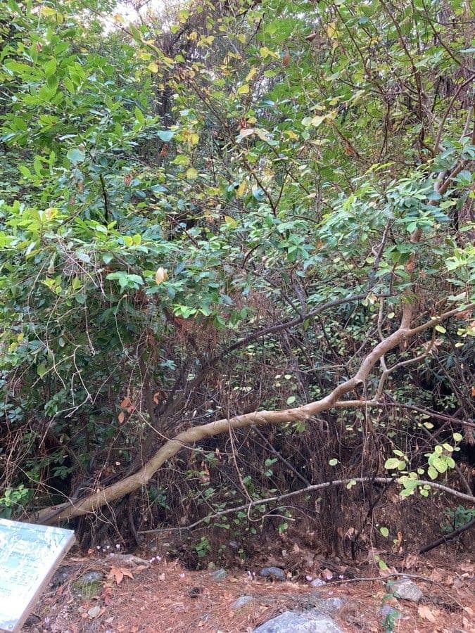 Arbutus menziesii 11