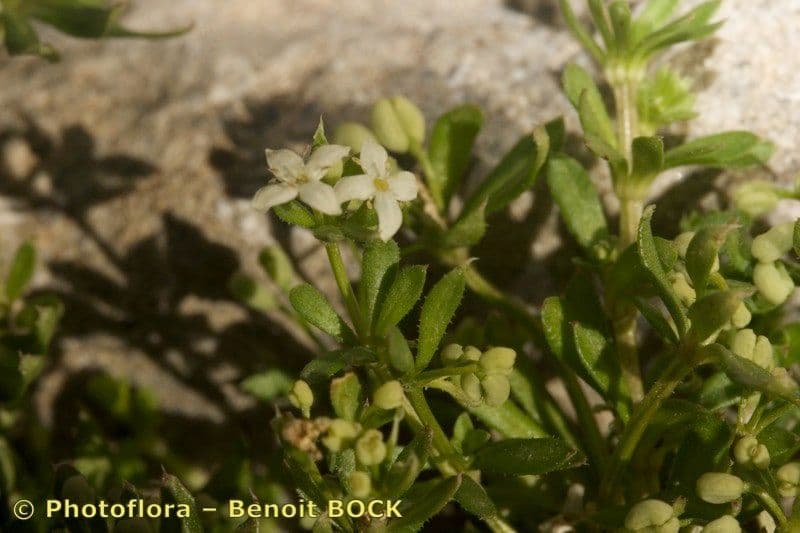 Galium pseudo-svizzero 14