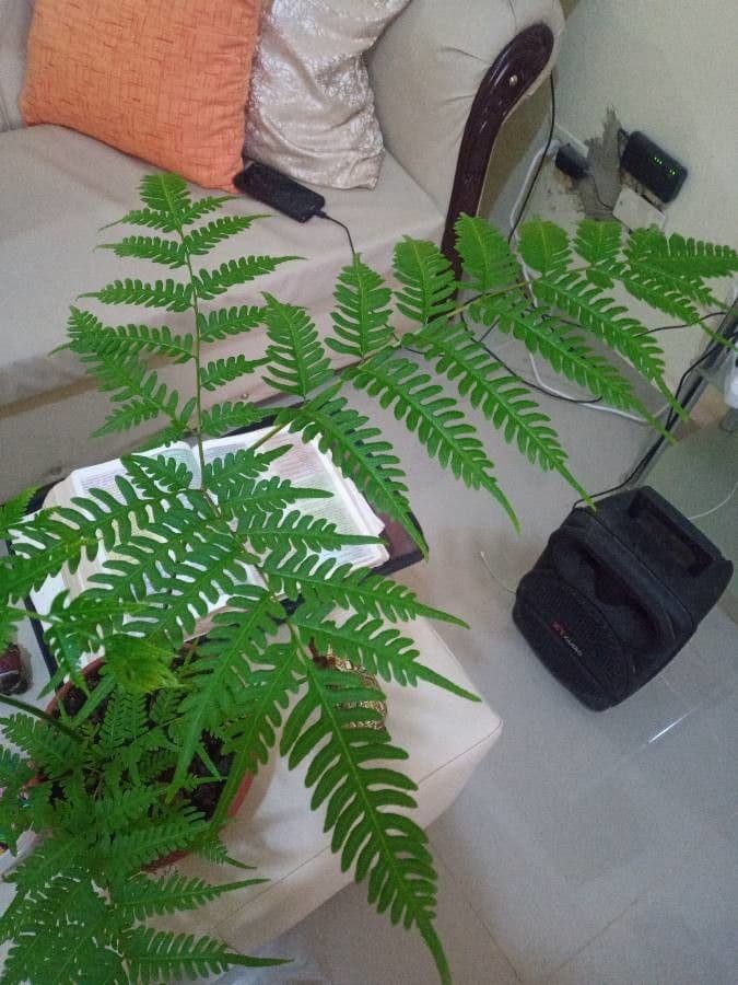 Pteris altissima 6