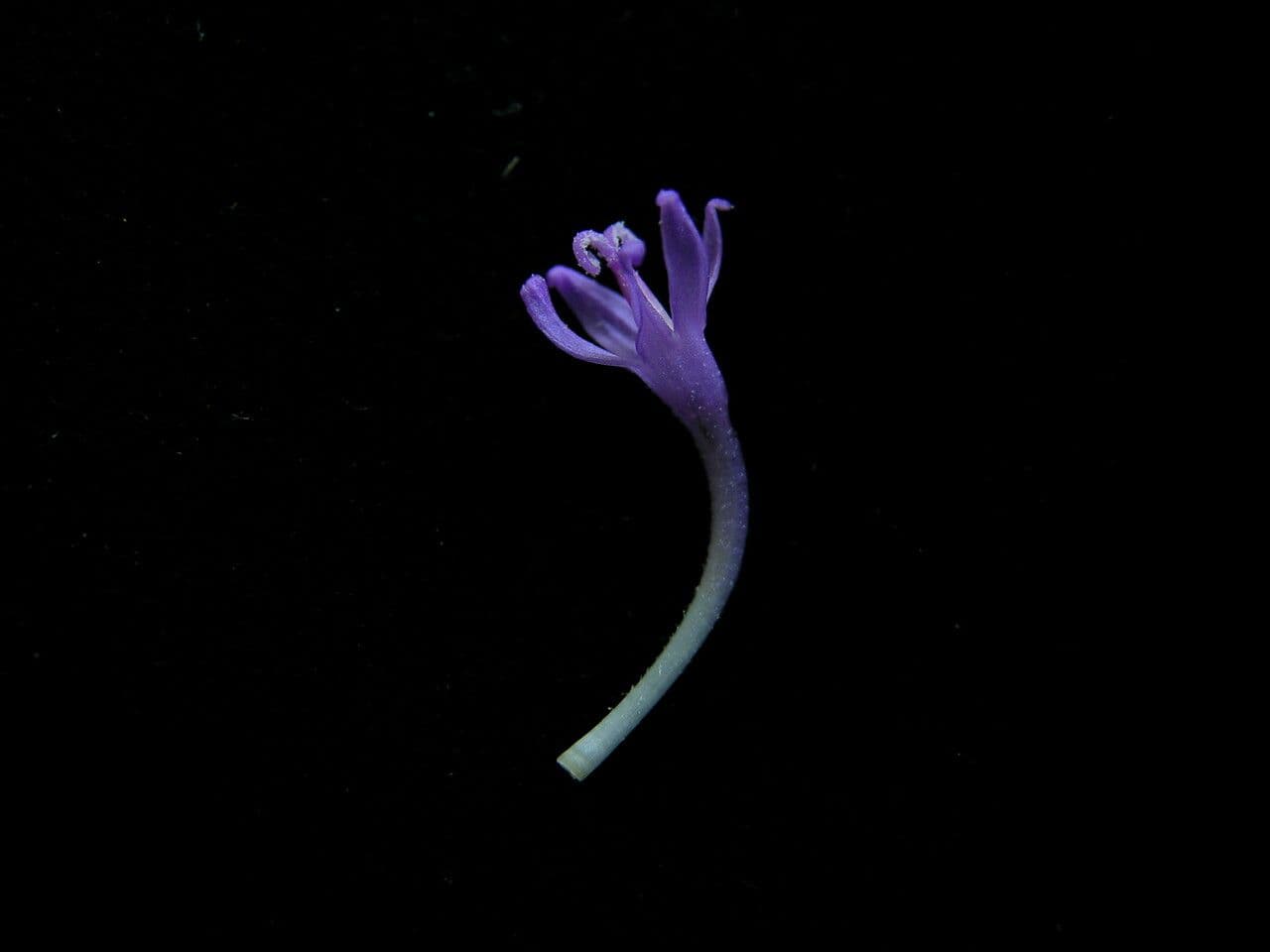 Acilepis 6