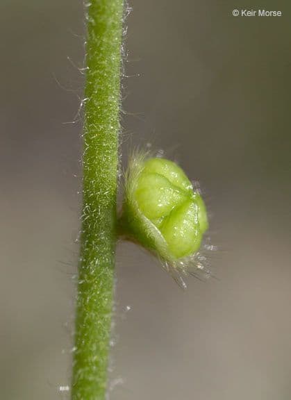 Plagiobothrys nothofulvus 5