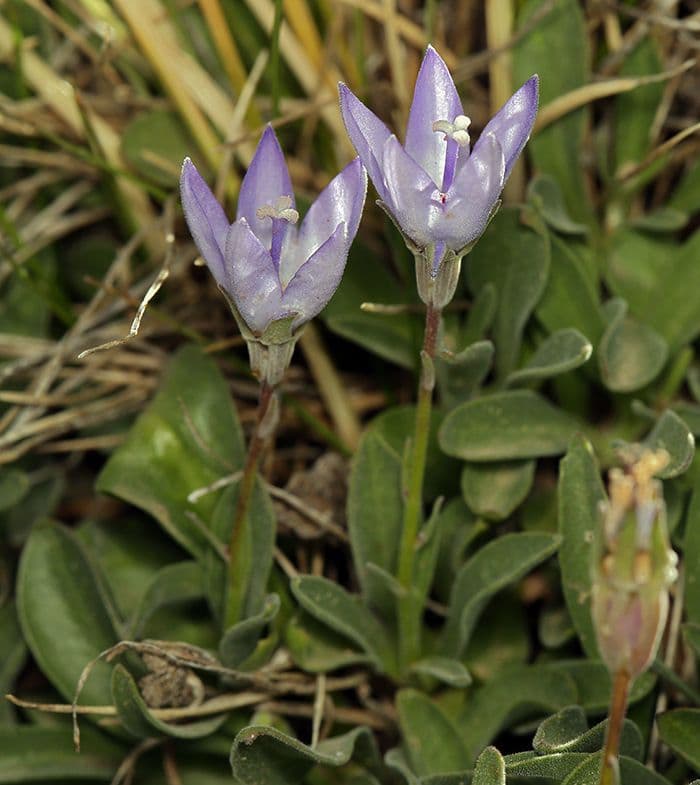 Campanula 7