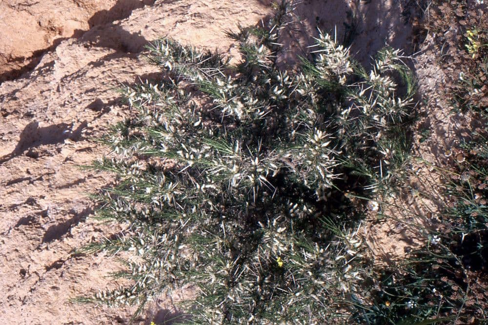 Astragalo 14