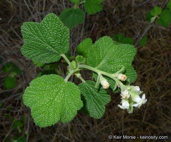 Ribes senza odore 8