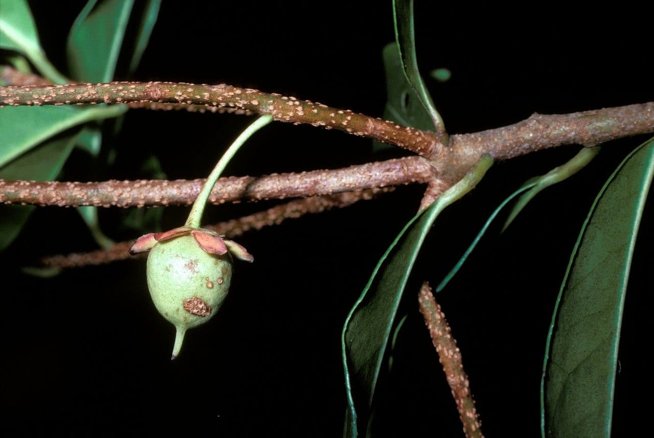 Ternstroemia