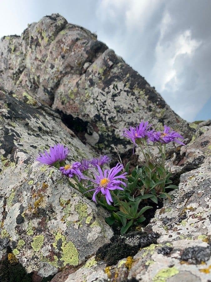 Alpen-Aster 13