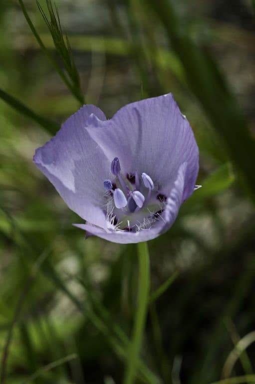 Calochortus 6