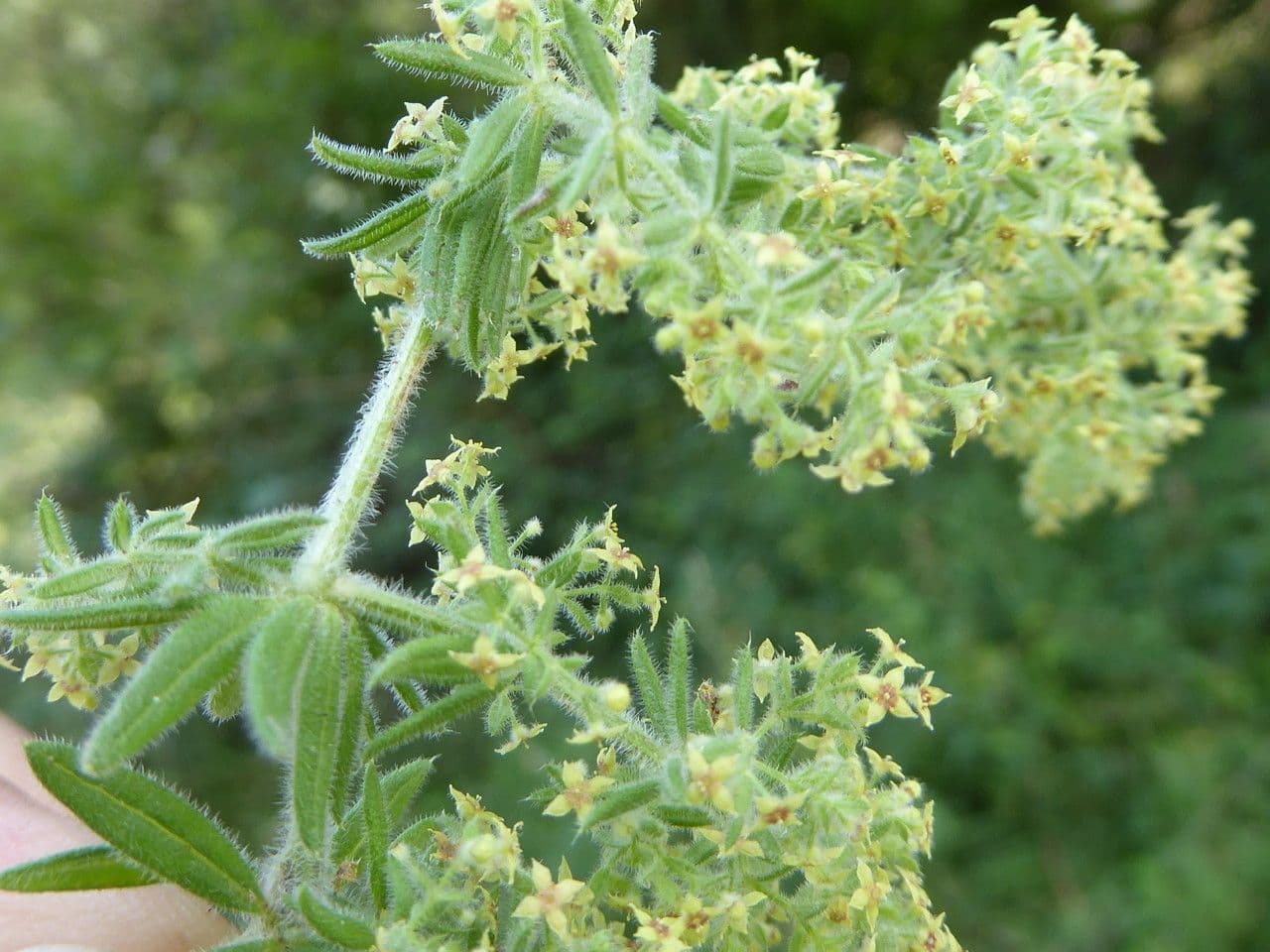 Galium 12