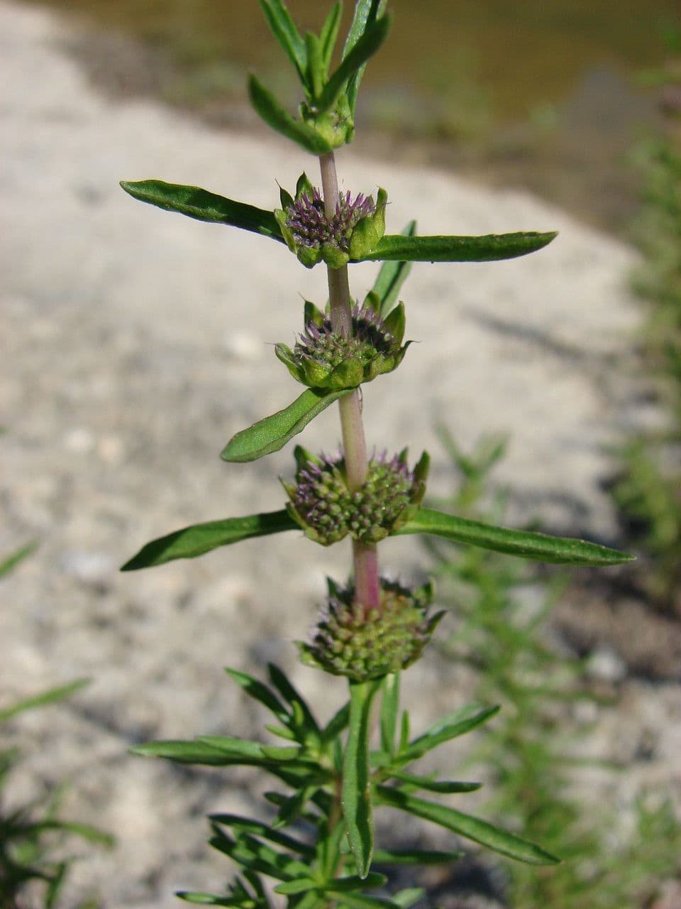 Menta cervina 20