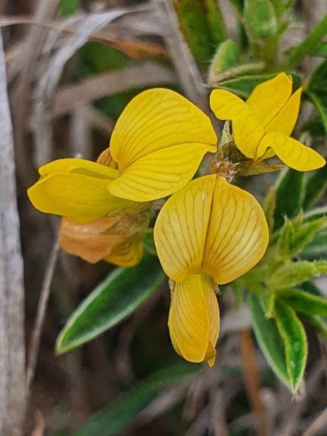 Crotalaria 2