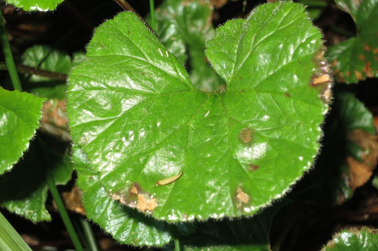 Magellan-Gunnera 8