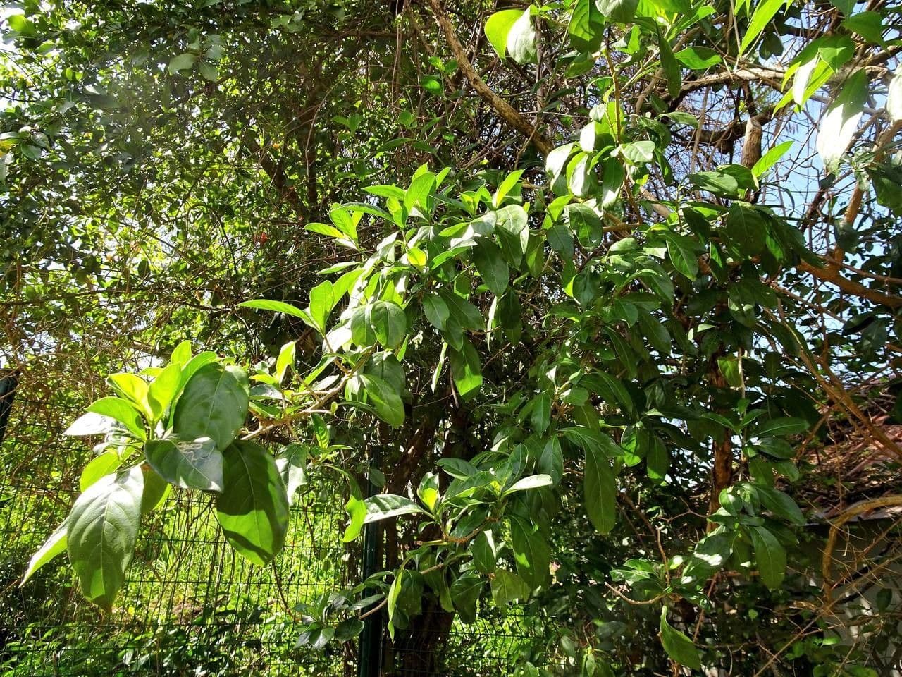 Pisonia 11
