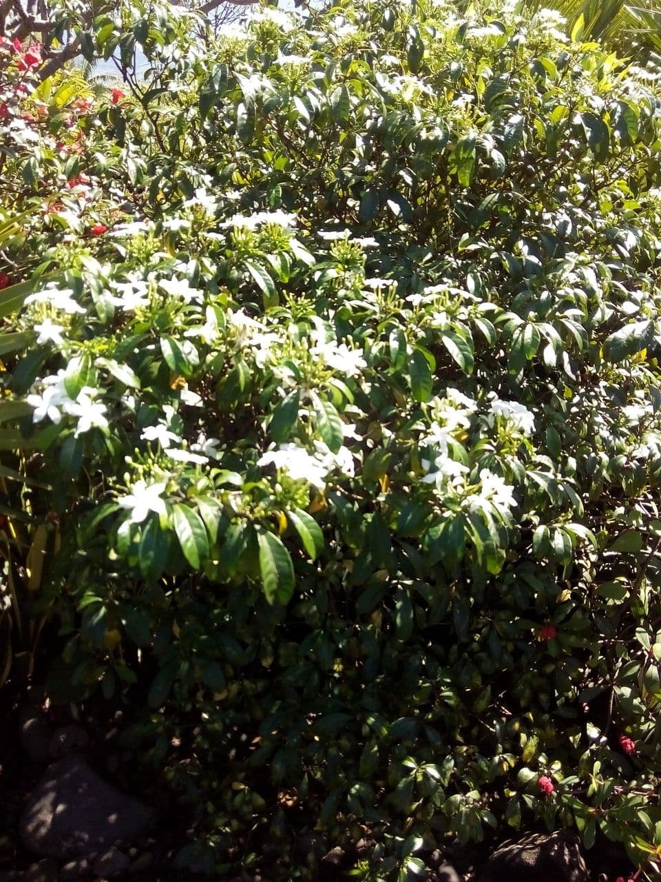 Tabernaemontana 12