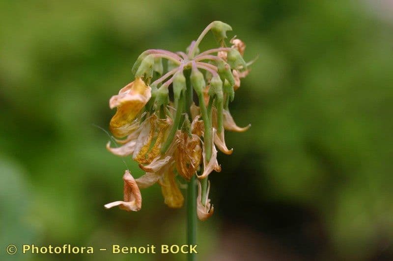 Coronilla coronata 2