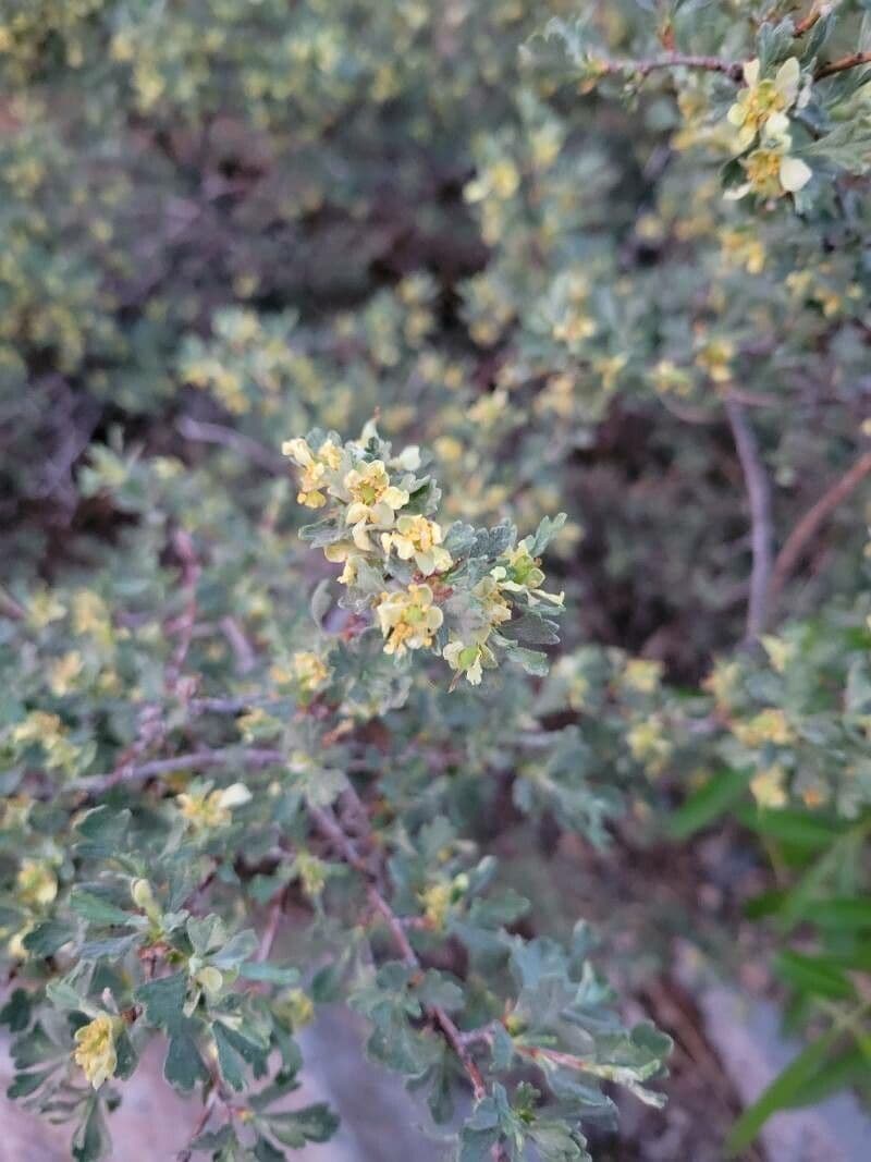Purshia tridentata 7