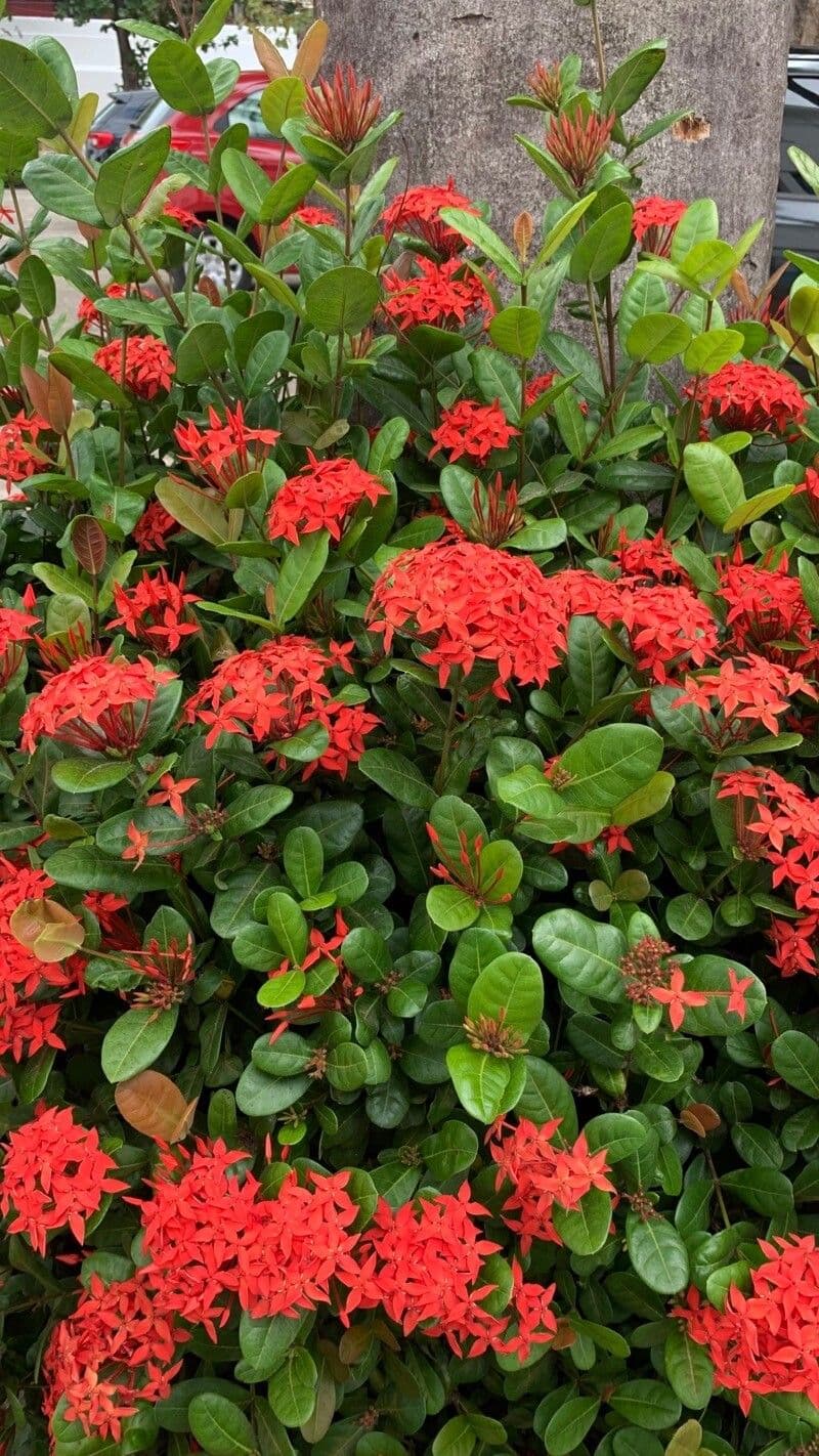 Ixora 16