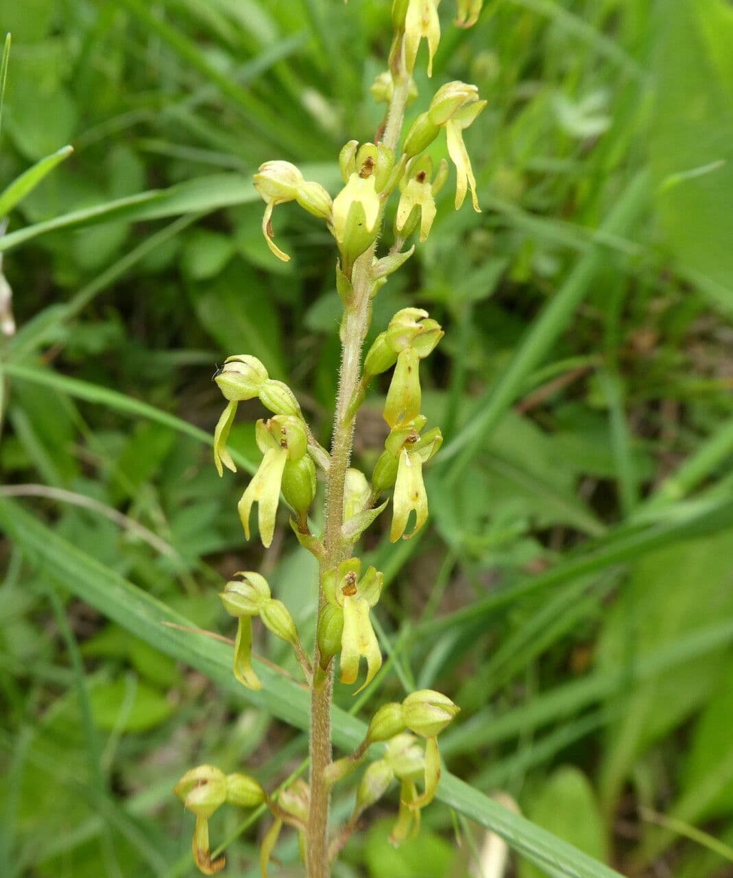 Listera maggiore 24