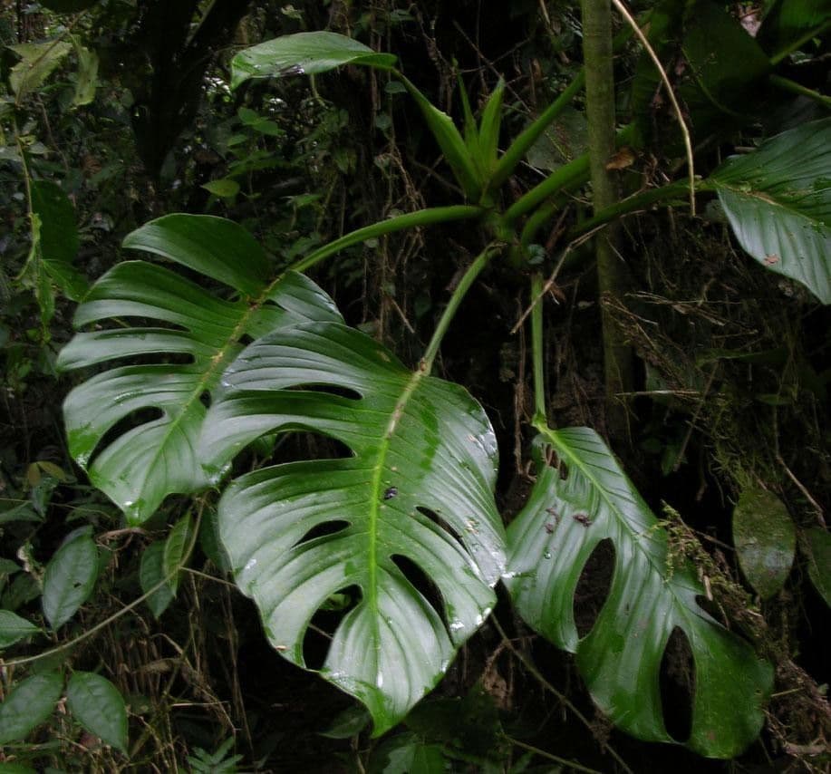 Monstera 9