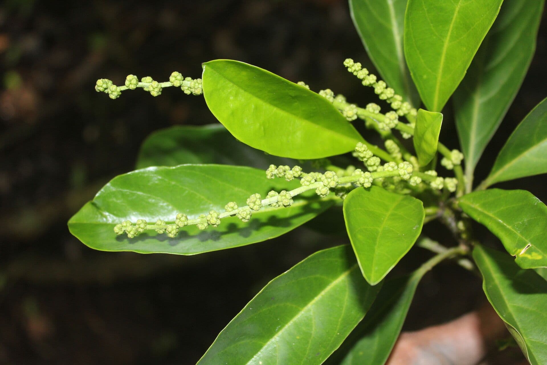 Tetrorchidium 6