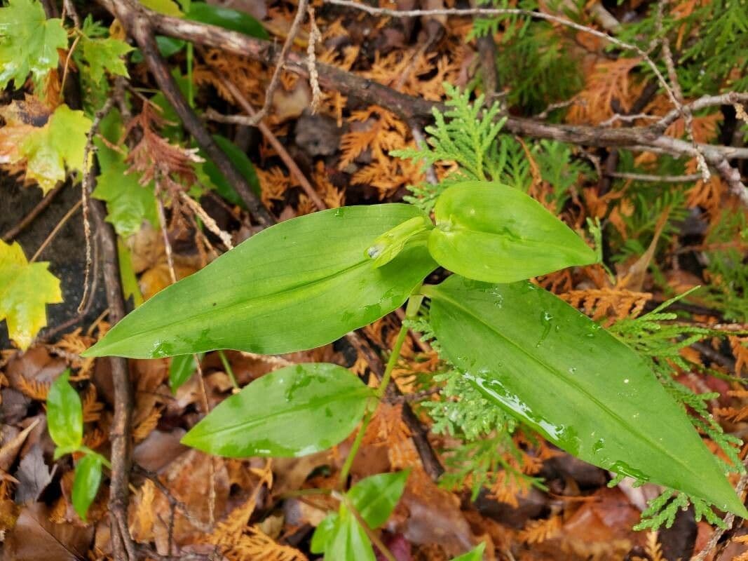 Commelina comune 17