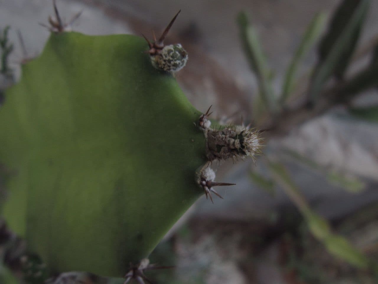 Cactus 4