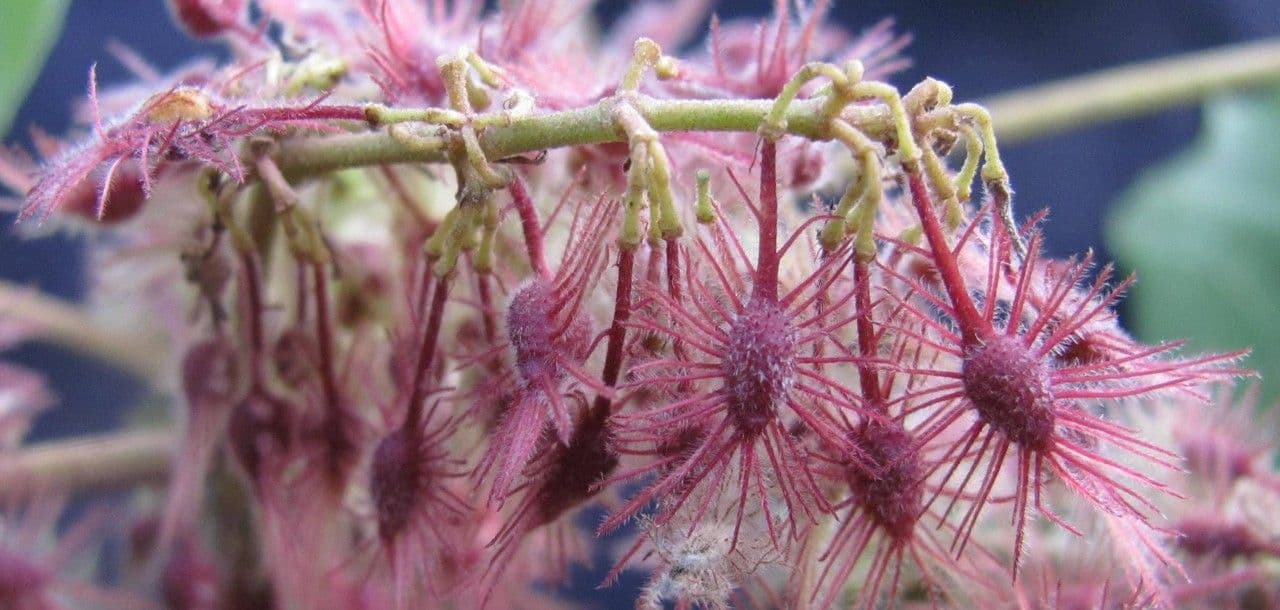 Heliocarpus 8
