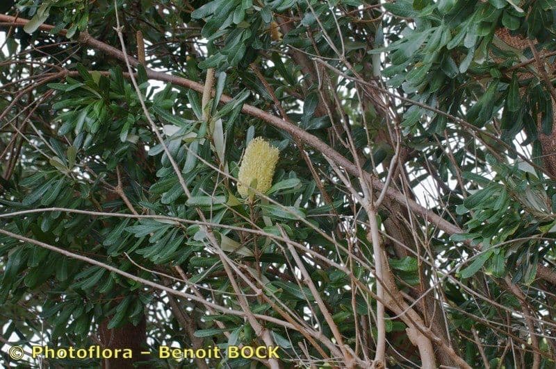 Banksia integrifolia 28