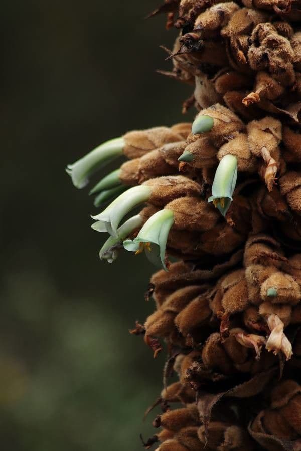 Puya 5